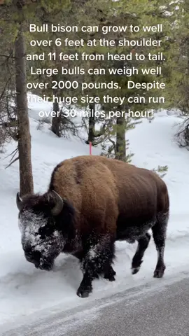 Check us out on Instagram: @karphotography #viral #trend #trending #fyp #foryou #foryoupage #wild #nature #photography #video #Outdoors #wildlife #wildlifephotography #wyoming #yellowstone #bison