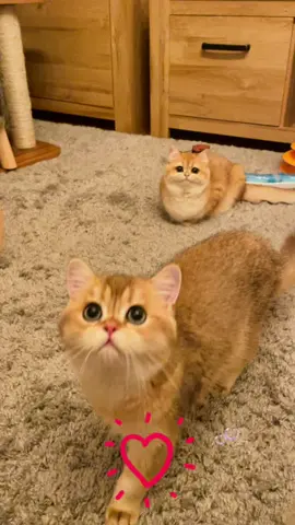 Скучаю за тобой, мой любимый Лео ❤️❤️❤️❤️❤️❤️❤️❤️❤️❤️❤️❤️❤️ #leo#kater#katze#haus#deutschland#croatia#gnomi#junge#кот#февраль#maleny12#