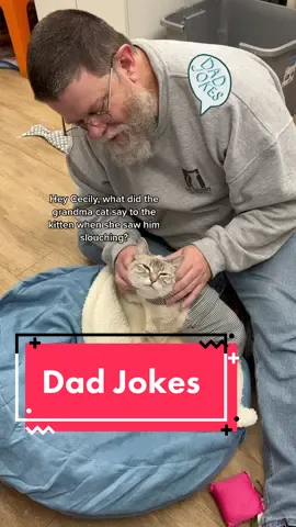 Dad jokes. #dadjokes #funnycats #catjokes #catpuns #princesscecilycc #catterydad