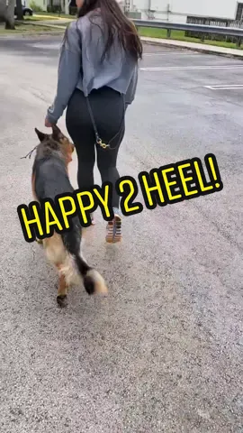 Off-leash heeling with GSD Bear and his owner in their neighborhood where he used to bark and lunge at everyone and everything! #transformation