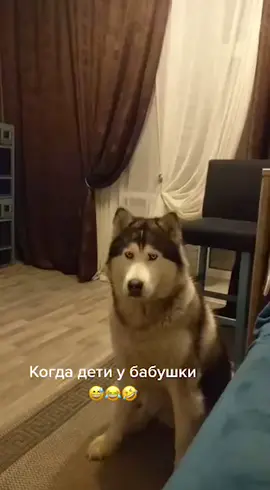 #хаскиняня #хаскибандит #хабаровск #хаскиприколы #хаскитакиехаски #бакс #пустивреки #хаскивидео