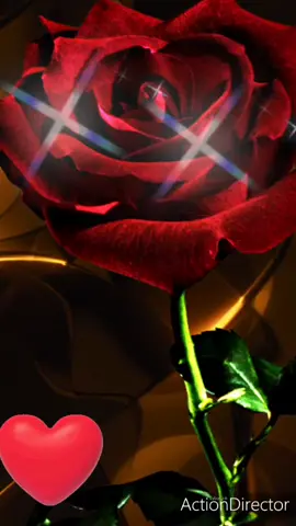 #цитаты про розу 🌹