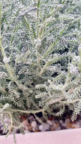 Thơm và đẹp  Laveder cotton #lavender #xuhuongtiktok