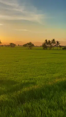 R I C E  F I E L D #philippineѕ #bulacan #ricefields #sunsetvibes