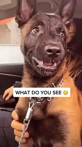 #puppy #malinoispuppy #puppyaggression #puppytips #dogbehavior #dogpsychology #dogbehaviorist #balanceddogtraining