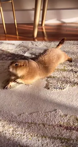 Доброе утро начинается с зарядки 😊 #рек #рекомендации #доброеутро #зарядка #смешныеживотные