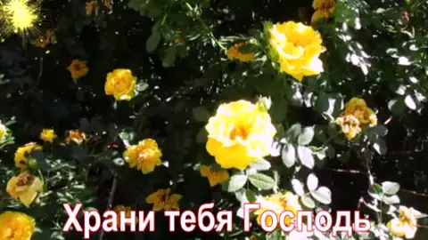 #поздравления#пожелания#цветы#