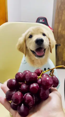 Responder @josysoares6649 Por isso o Hiro só confia em frutas amarelas! 🤨 kkk | #meme #pet #filhote #golden #goldenretriever #uvas