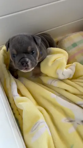 4 weeks today 🥰 #tiktokbulldogs #puppiesoftiktok #englishbulldog #fyp #puppy #englishbulldogpuppies #puppies #pup #cutepuppies #puppylove #puppydog