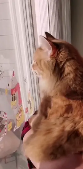 The floof is having an off day 🧡 #cat #catsoftiktok #fyp