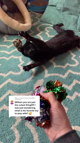 Reply to @jasminemorales168 crinkle balls!!! #fyp #fypシ #foryou #catsoftiktok #PetsOfTikTok #cutecat #tiktok #trending #cute #animals #wobblycat #cat