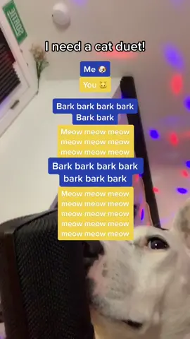 I need a cat to duet me