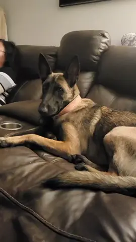 #maligator #malinoispuppies #malinois #malinoisdog