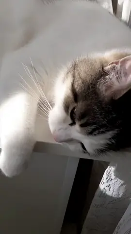 с днём Котов и Кошек😊
