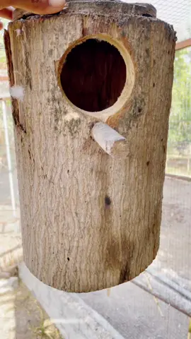 #طيور #ببغاء #bird #fypシ #دره #اكسبلور #أمزون