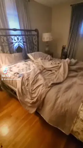 It’s an Eddie kind of day #fypシ  #foryou #angeldog #rescuedog #adopt