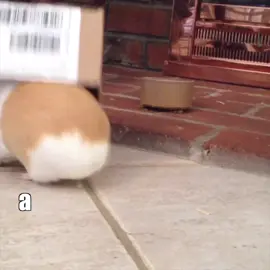😂😂😂 #voiceover - @klrdubs  #videodub #voicedub #CorollaCrossStep #funnyclip #funnyanimals #guineapig