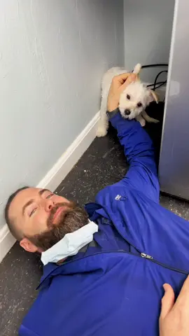 Working with a scared patient. #drtom #veterinarian #viral #fyp #veterinariansoftiktok #animaldoctor #foryou #vetlife #vetmed #compassion #Love #patience #dogsofttiktok #dog @goclove @greeniesbrand