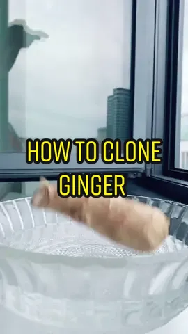 Clone your store-bought ginger! 😳🌱 #ginger #plants #plantbased #plantsoftiktok #LifeHack #recycle #howto #DIY #gardening #planttiktok #PlantTok #wow