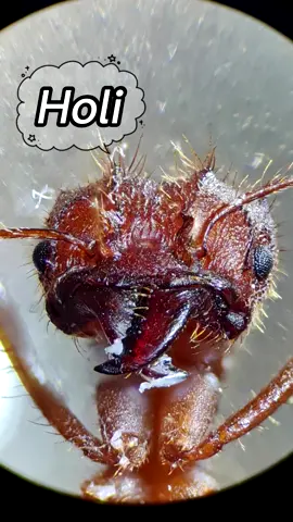 La verdadera cara de una hormiga. #microscopio #micro_terra #AprendeEnTikTok #hormiga #comida