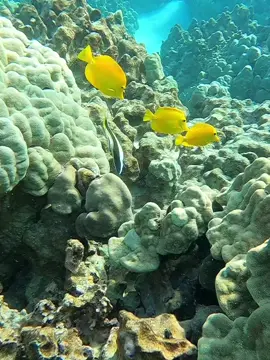 A lovely moorish idol or kihi kihi - peace on earth #fishoftiktok #oceanlover #underwater #planetearth