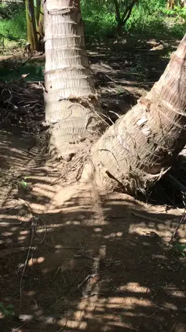 Dua xinh đôi #.độc và lạ bên tre