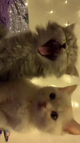 милые видео с котятами pt2# #ОткрыткаМаме