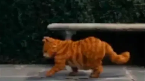 si kembar meresahkan 🤣🤣🤣 #kucinglucu #kucingoren #garfield