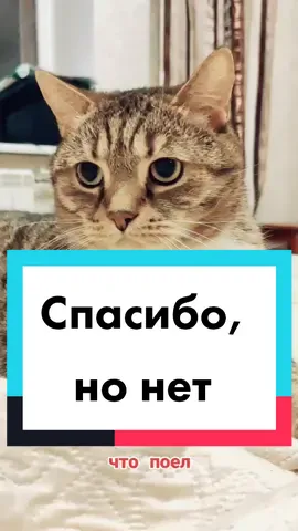 #кот #котбоцман #спасибононет