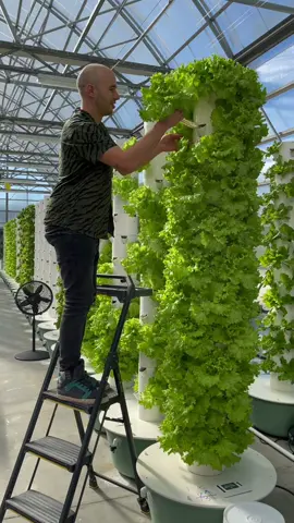 Aeroponic leafy greens growing abundantly and proflically in a vertical farm using Tower Garden technology #TowerGarden #Aeroponics #VerticalFarming #Hydroponics #FarmToTable #Greenhouse #HydroponicFarm #PesticideFree #Agriculture #Farming #SustainableFarming #KnowYourFarmer #ChemicalFree #SpaceEfficient #WaterSavings