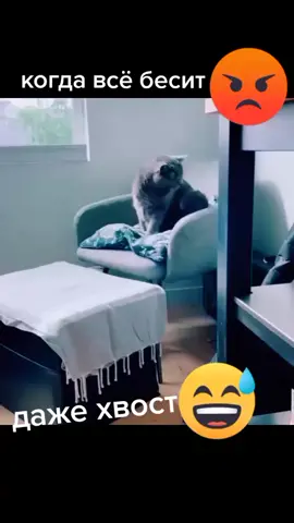 #беситхвост #когдавсебесит #котихвост