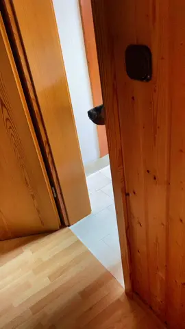 #foryou #fürdichseite #fypシ #viralvideo #hund #dog #hundevideos #hundetraining #hunde #doberman