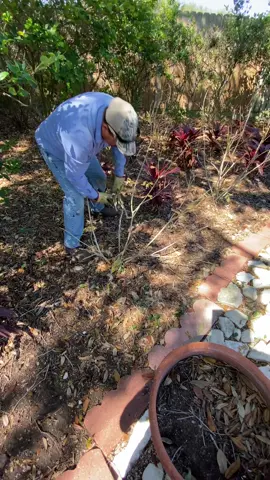 Esperanzas and lantanas will be looking good soon! #foryoupage #yardero #lawntiktok #lawncare #parati #fyp #yarderos #plants