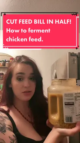 Reply to @thehotmesshomestead #chicken #chickens #chickenfeed #chickensoftiktok #homestead #homesteadinng #frugal #farm #country