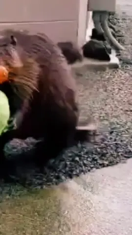 #всесвоеношуссобой 🤭