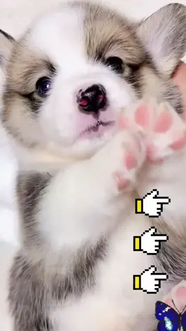 #for #foryou #dog #pet #fyp #CorollaCrossStep