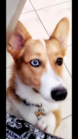 #CapCut #corgisoftiktok #blueeyes #eyecolortrend