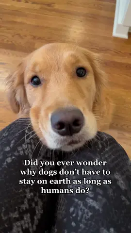 We don’t deserve dogs💛🥺 #dog #human #fypシ #goldenretriever #dogsoftiltok inspo @The_Mischievous4