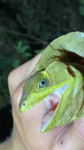 Don’t imitate the actions you see on this video😛 #snake#miami#floridaman#foryou#florida#funny#cuteanimals#lizard#fyp#viral