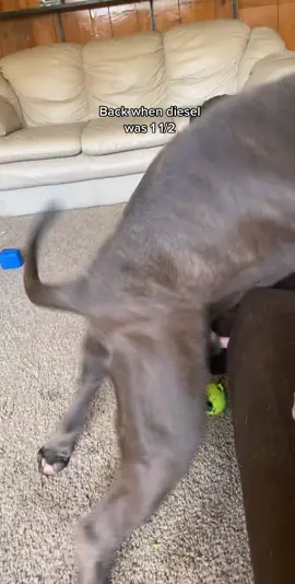 This man anyways ready to go 😂 if I had to see it, so do you ♥️  #bigdog  #bgkdiesel #dog