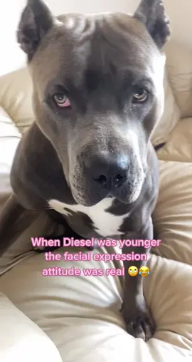 Diesel used to pout like no other, servin looks to his momma at 9 montbs old 🙄😂 #bigdog #dog #bullystud