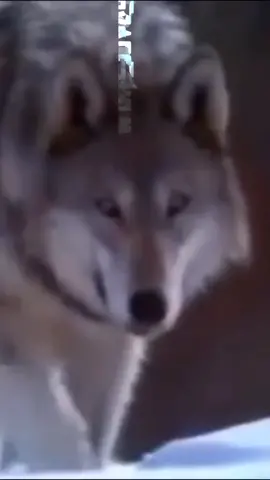 #волк #одиночество