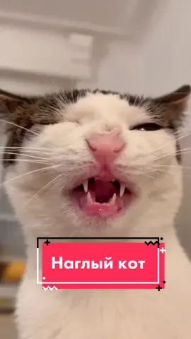 Хоть бы он быстрее доел🥺 А как зовут вашего любимца? #наглыйкот #молокопоставь #кефирпоставь