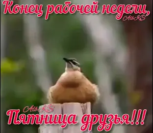 отдыхайте, друзья!