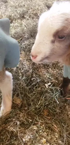 this baby lamb has a very important message #OutlanderChallenge #agriculture #lambingseason #lamb #sheep #farmtok #farmer #farming #cottagecore