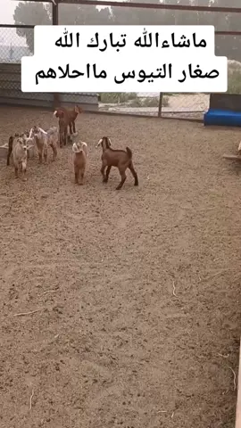 قولو ماشاءالله تبارك الله #المملكه_العربيه_السعوديه #اليمن🇾🇪المملكة🇸🇦