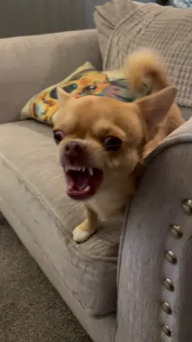 Don’t touch my treat 🤣.  #fyp #chihuahua #puppy #mybaby #fightclub #barkingmad #barking #crazydog