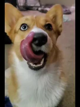 #CapCut What was your dream dog? #thenvsnowchallenge #trend #dogtrend #corgicuteness  #dreamdogs #cutedogbreeds