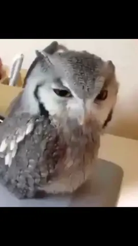 #веселыевидео #классные #смешные #питомцы #коты #собачки #животные #птицы #попугаи #животныесмешные #животныеприколы