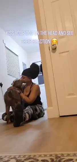 Kiss your dog on the head and see their reaction 🤗 #doglover #dogsofttiktok #dogsoftiktokviral #adele #ilovemydog #servicedog #serviceanimal